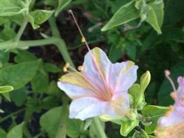 Mirabilis jalapa / Bella di notte